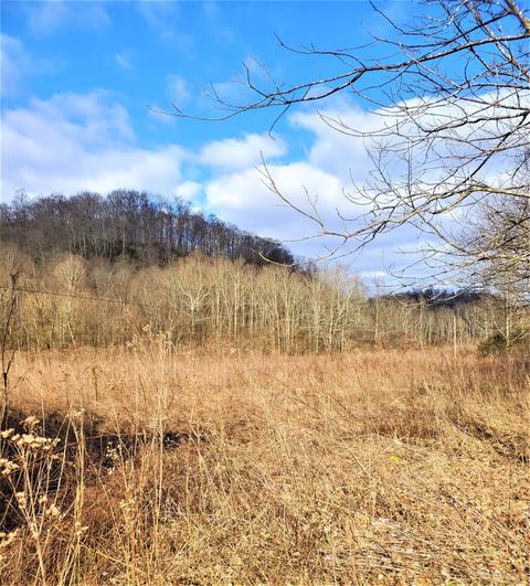 1666 Pointer Creek Rd, Science Hill, KY 42553 photo 5