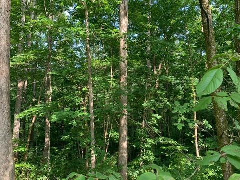 9625 Breeding Rd, Edmonton, KY 42129 photo 45