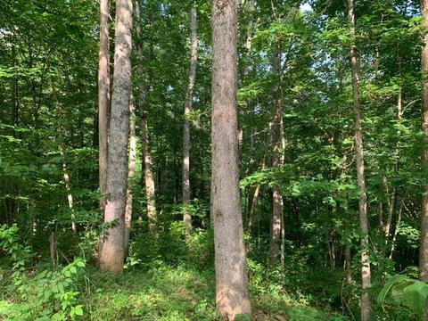 9625 Breeding Rd, Edmonton, KY 42129 photo 44