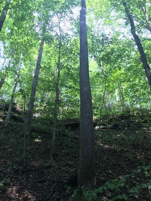 355 Mcfall Rd, Albany, KY 42602 photo 17