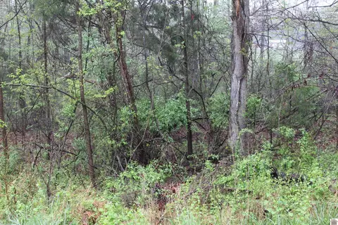 lot19 Backstrom Heights Rd, Eddyville, KY 42038