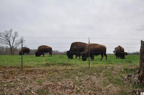 00 Weekend Ln, Murray, KY 42071 photo 12