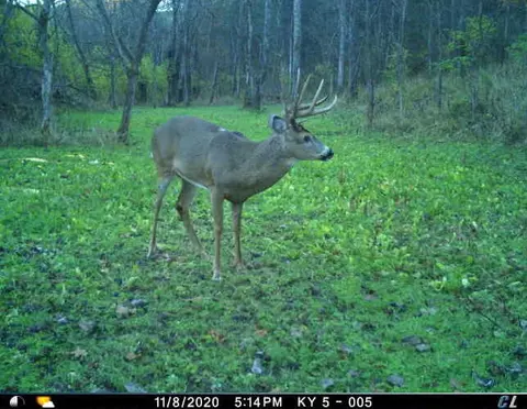 0 Mann Rd, Mount Olivet, KY 41064 photo 36