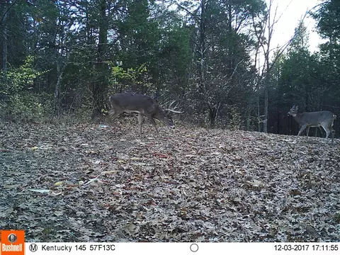 0 Mann Rd, Mount Olivet, KY 41064 photo 40