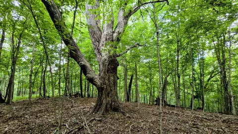 0 Highway 184, Sparta, KY 41086