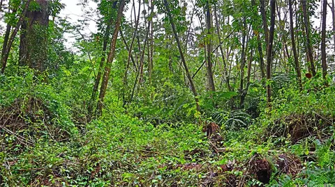 0 Ginger Rd, Pahoa, HI 96778