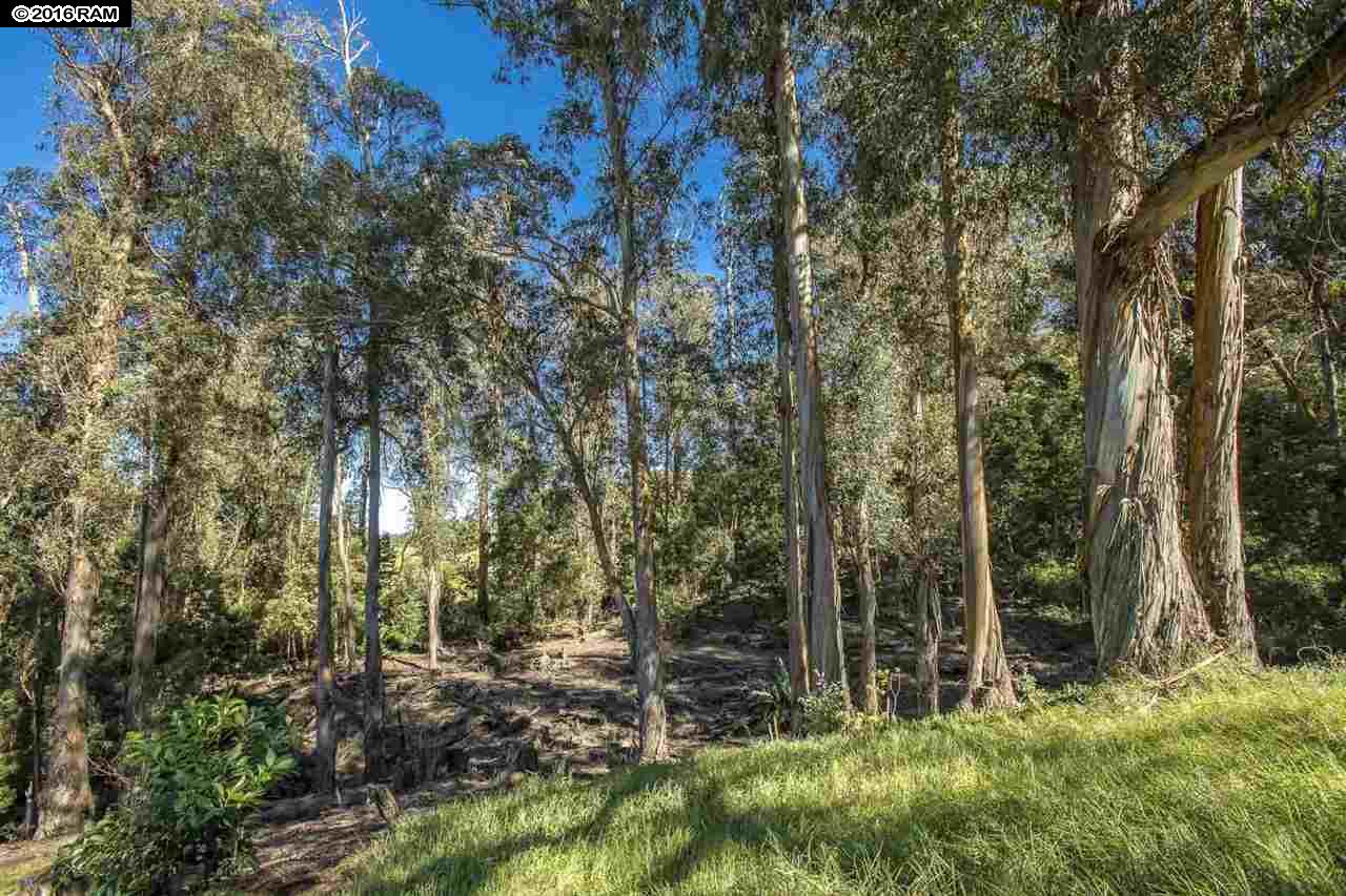 475 Hapapa Rd, Kula, HI 96790 photo 6