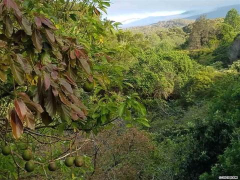 2165 Apala Pl, Haiku, HI 96708 photo 7