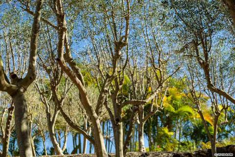 3515 Lower Kula Rd, Kula, HI 96790 photo 25