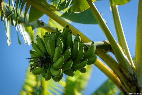 3515 Lower Kula Rd, Kula, HI 96790 photo 27