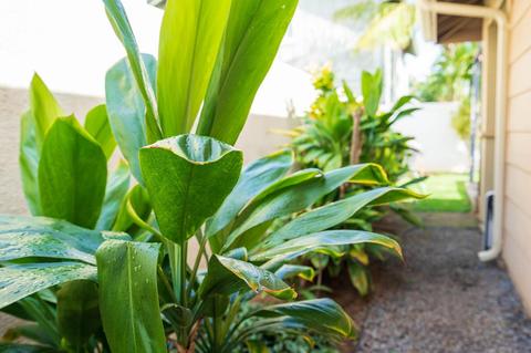 166 Molehulehu Loop, Kahului, HI 96732 photo 22