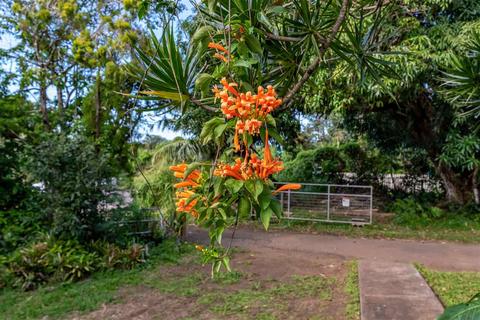 889 Kokomo Rd, Haiku, HI 96708 photo 10