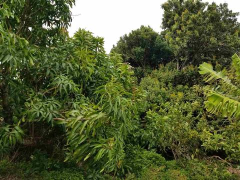 2165 Kokomo Rd, Haiku, HI 96708 photo 12