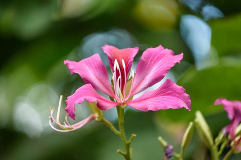 138 Keoawa St, Lahaina, HI 96761 photo 18