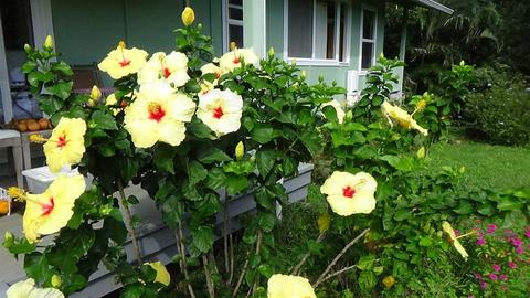 740 E Kuiaha Rd, Haiku, HI 96708 photo 2