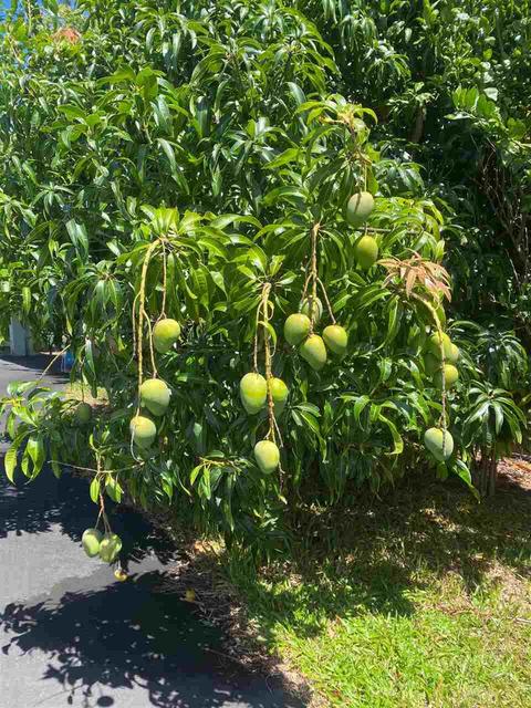342 Kulike Rd, Haiku, HI 96708 photo 21