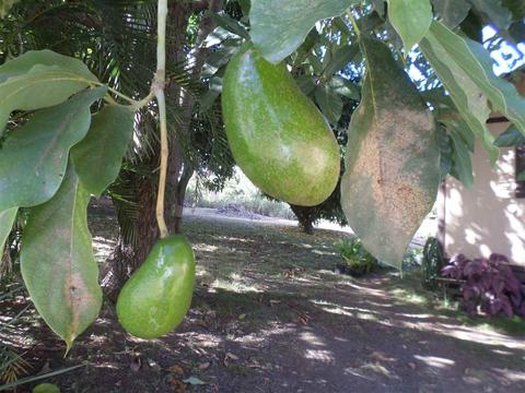 3206 Lower Kula Rd, Kula, HI 96790 photo 16