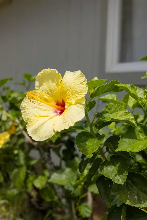 100 Hohani Pl, Haiku, HI 96708 photo 48
