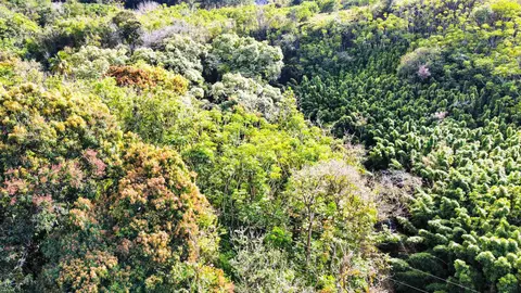 View/Area - 441 Haloa Rd, Haiku, HI 96708 photo 1 of 1