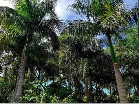 380 Alalele Pl, Hana, HI 96713