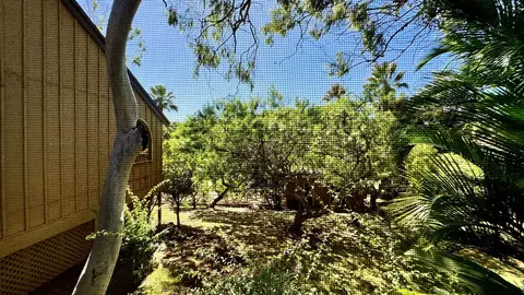 100 Lio Pl #Q3, Maunaloa, HI 96770 photo 23