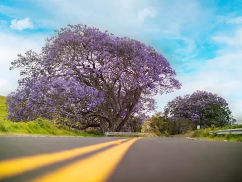 Other - 1515 Lower Kimo Dr, Kula, HI 96790 photo 3 of 5