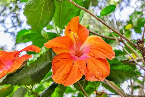 10 Lopaka Pl, Kula, HI 96790 photo 30