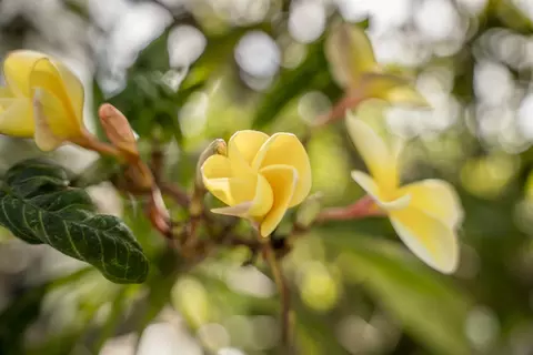 Other - 14 Ka Dr, Kula, HI 96790 photo 12 of 12