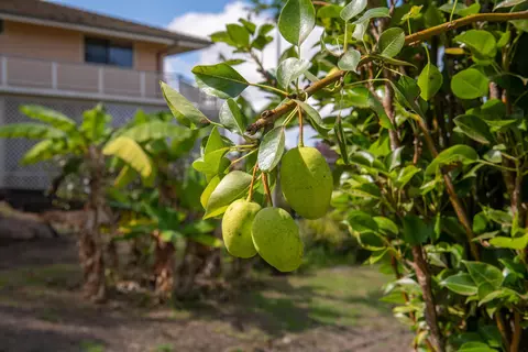 Exterior - 358 Holopuni Rd, Kula, HI 96790 photo 7 of 22