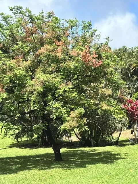 Exterior - 30 Mamao Pl, Haiku, HI 96708 photo 18 of 18
