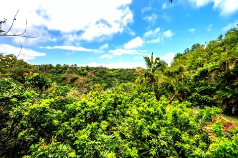 Other - 1640 Kokomo Rd, Haiku, HI 96708 photo 6 of 6