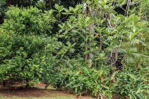 Exterior - 630 Hoolawa Rd, Haiku, HI 96708 photo 15 of 19