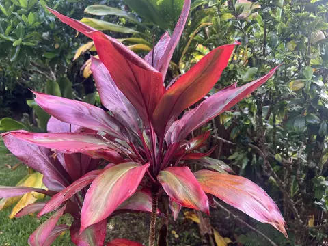 Other - 590 Kaiapa Pl, Haiku, HI 96708 photo 16 of 18