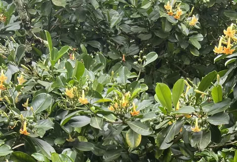 Other - 590 Kaiapa Pl, Haiku, HI 96708 photo 13 of 13