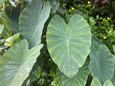 Other - 590 Kaiapa Pl, Haiku, HI 96708 photo 14 of 18