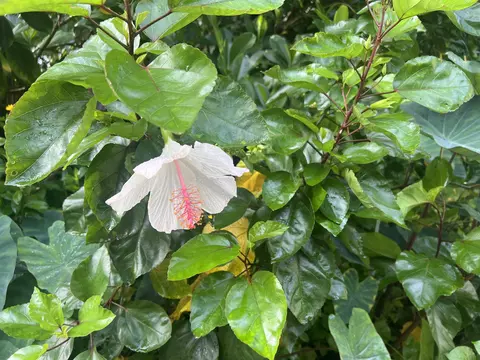 Other - 590 Kaiapa Pl, Haiku, HI 96708 photo 18 of 18