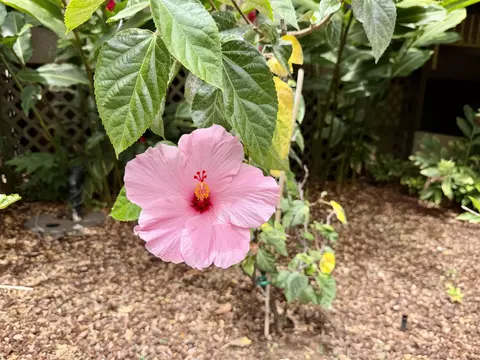 Other - 3543 Lower Honoapiilani Rd #E-206, Lahaina, HI 96761 photo 4 of 4