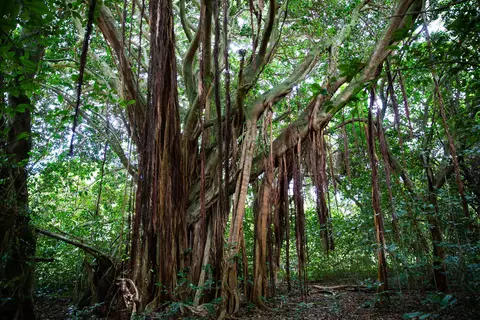 204 Ulalena Loop, Haiku, HI 96708 photo 8