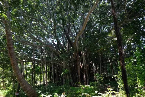 Exterior - 420 Haumana Rd, Haiku, HI 96708 photo 13 of 15