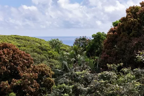 View/Area - 420 Haumana Rd, Haiku, HI 96708 photo 2 of 3