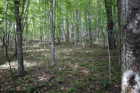 343 Jacklyn Rd, Beverly, WV 26253 photo 26