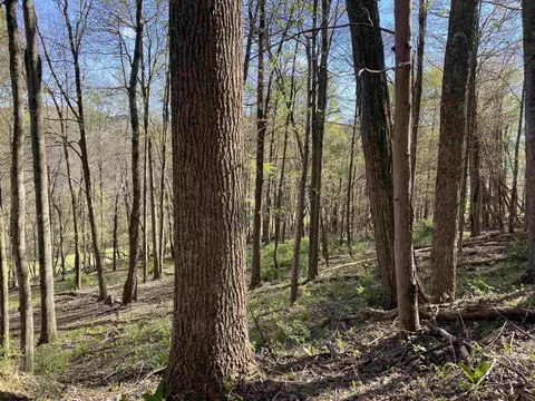 View/Area - 271 Boyce Rd, Thornton, WV 26440 photo 21 of 23