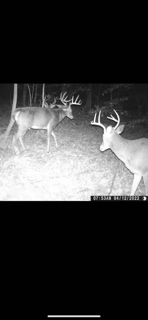 3874 Barkers Ridge Rd, Sutton, WV 26601 photo 44