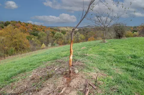 Other - 379 Rahm Dr, Proctor, WV 26055 photo 12 of 26