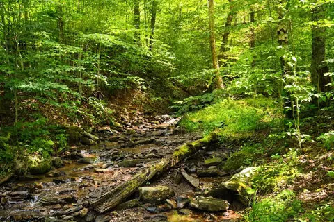 Other - 195 Brookside Rd, Davis, WV 26260 photo 7 of 8