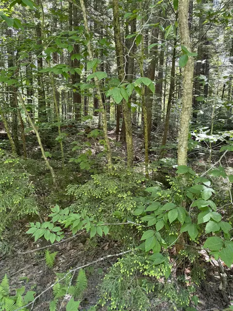 0 Boardman Loop, Wardsboro, VT 05360 photo 2