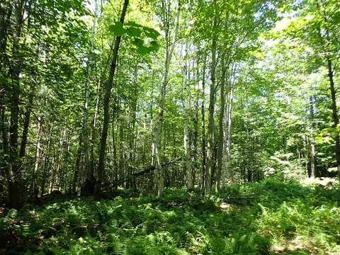 00 Plunkton Rd, Warren, VT 05674 photo 17