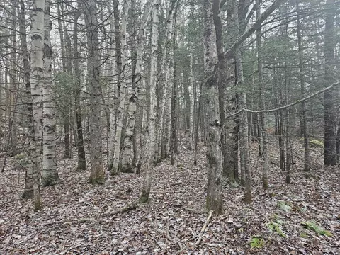 461 Hill Rd #MAP R14, 4 ( LAND ONLY), Dummer, NH 03588 photo 5