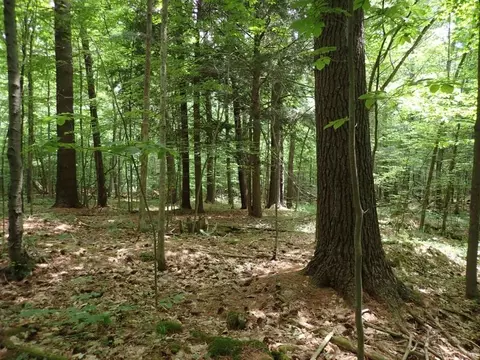 0 Marshall Phillips Rd, Brandon, VT 05733 photo 17
