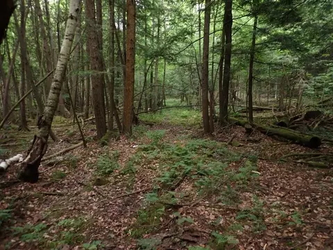 0 Marshall Phillips Rd, Brandon, VT 05733 photo 16
